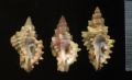 Muricopsis&nbsp;cristatus